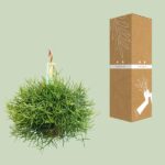 Rhipsalis Heteroclada - Ø21 ↕40 – Image 3