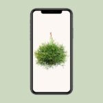 Rhipsalis Heteroclada - Ø21 ↕40 – Image 4