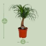 Beaucarnea Recurvata - Ø17cm - ↕55cm – Image 2