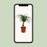 Beaucarnea Recurvata - Ø17cm - ↕55cm – Image 4