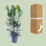 Ficus Binnendijkii Amstel King Gold - Ø27cm - ↕75cm – Image 3
