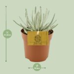 Senecio Scaposus - Ø10 -5 ↕15 – Image 2